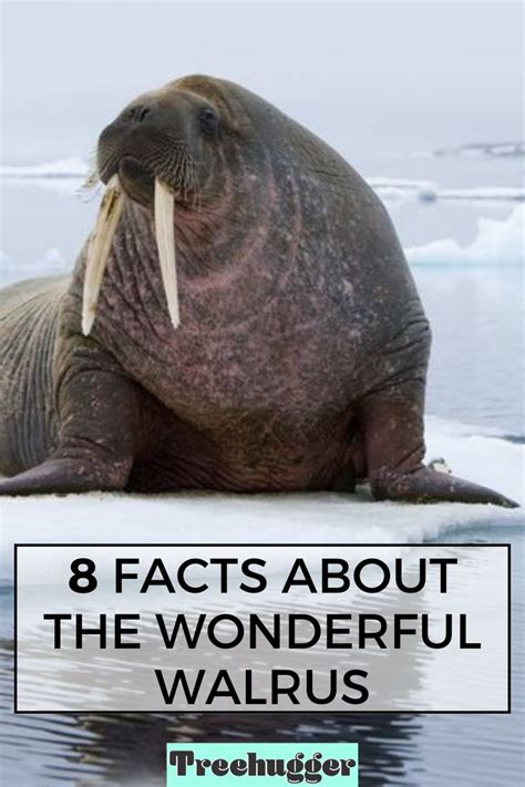 8 Facts About The Wonderful Walrus Walrus Marine Mammals Arctic Animals