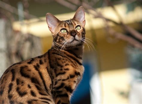 Bengal Cat Cat Breed Selector