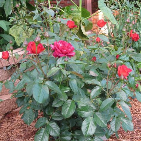 Hot Cocoa™ Floribunda Rose