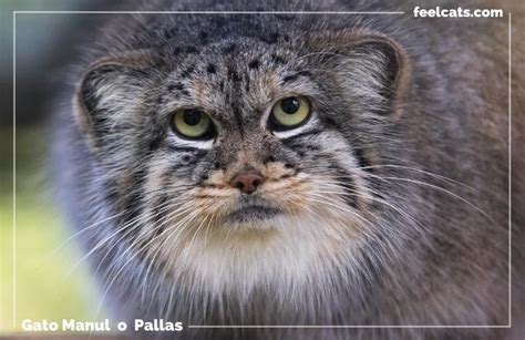 Gato De Pallas O Manul ¿en Peligro De Extinción Feelcats