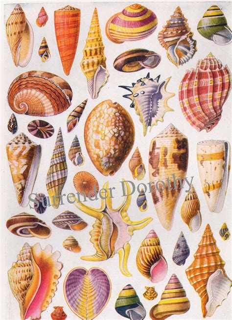 Beautiful Shells Of The World Lithograph Chart 1928 A Photo On Flickriver