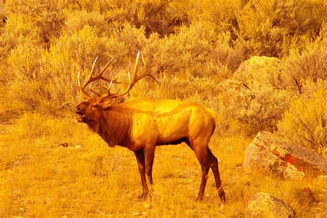 Bull Elk Calling Out Photograph By Jeff Swan