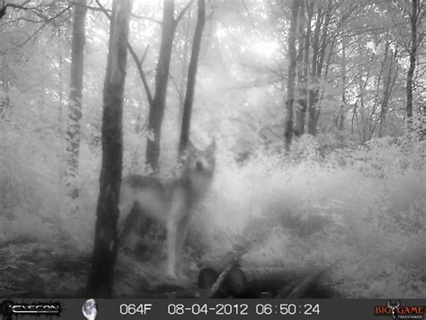 Canis lupus 101: Wolves of the Day (Trail cams!)
