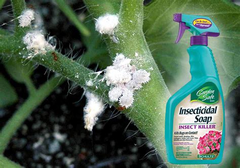 How To Get Rid Of Mealybugs An Organic Way Garden Care Naturebring