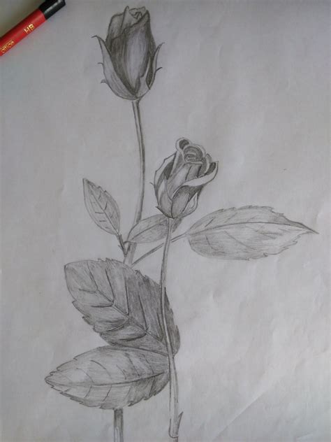 Rose Bleistift Graphite Pencils Blumen Zeichnen