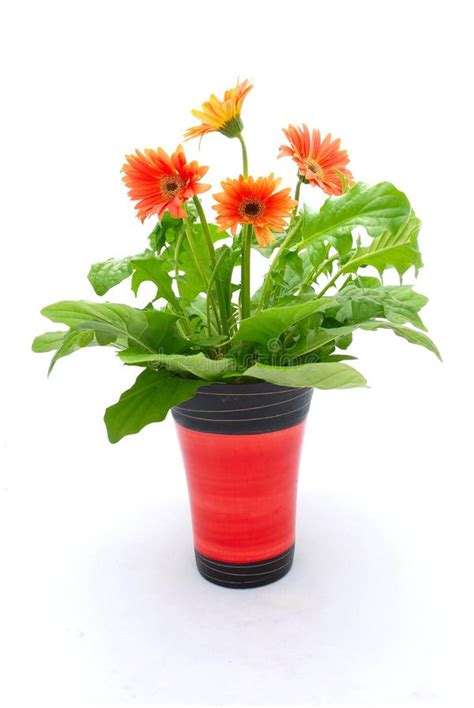 Flowers In Pot Stock Photo Image Of Colour Blossom Blooming