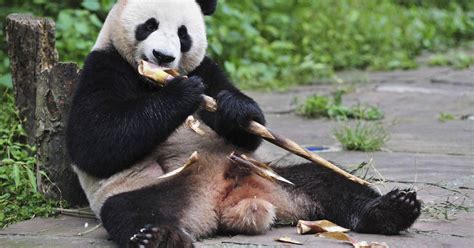 Bear Necessities: Scientists Explain How Pandas Survive Eating Just Bamboo