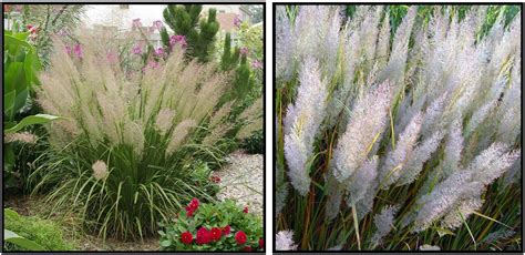 Korean Feather Reed Grass Hinsdale Nurseries Welcome To Hinsdale