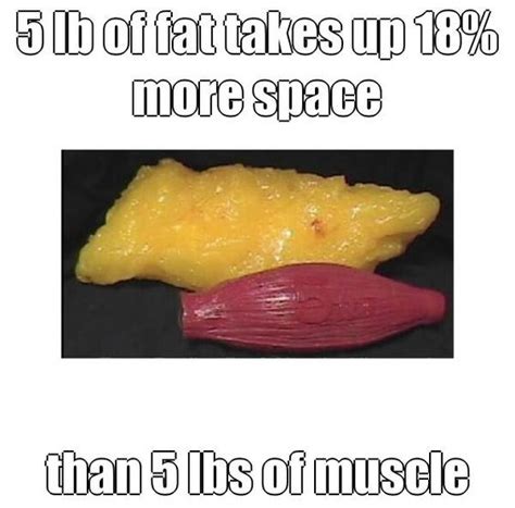 5 Lb Of Fat Takes Up 18 More Space Than 5 Lbs Of Muscle