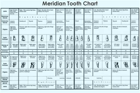 Tooth Meridians Understanding The Mouthbody Connection Tooth
