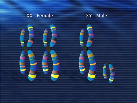 in humans which gender has xy chromosomes alhimar hot sex picture