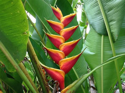 Tropical Flowers For Sale At Kauai Seascapes Nursery