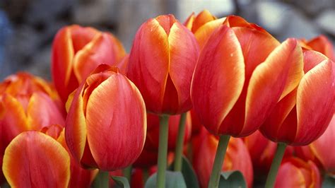 Red Tulips Bouquet Close Up Tulips Hd Wallpaper Peakpx