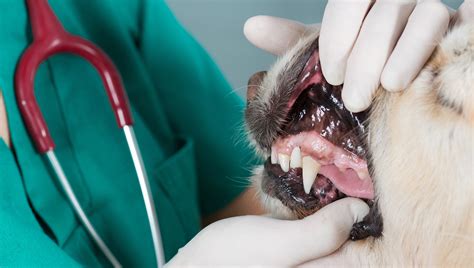 Cat And Dog Dental Care And Cleaning Wellesley Animal Hospital