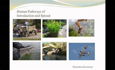 A New Aquatic Invasive Species Framework For The Columbia Basin