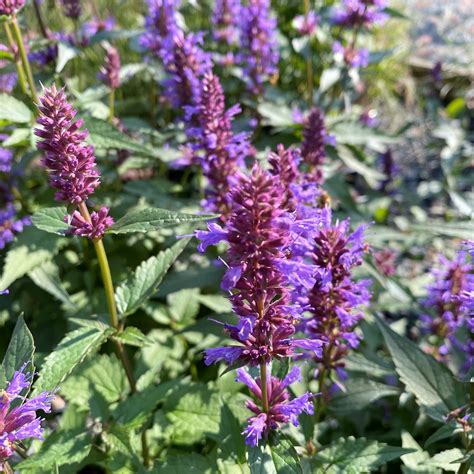 Agastache Purple Haze Hyssop Cavano S Perennials