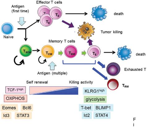 Fate of CD8 þ T cells after antigen stimulation After naïve T cells