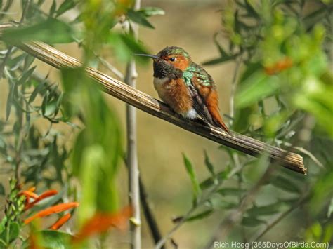 Hummingbirds Of The Desert 365 Days Of Birds