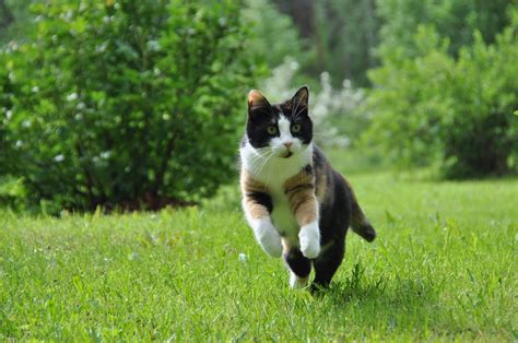 Running Cat By Matias Korhonen Photo 11634637 500px