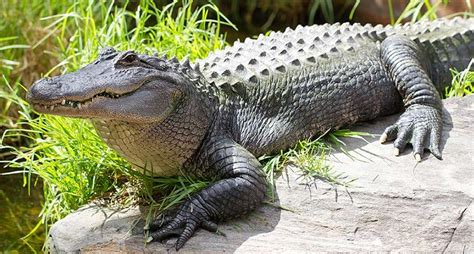 Alligator Bites Off The Arm Of A Florida Man Fleeing Police Emtv Online