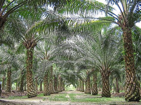 Malaysia sarawak palm oil risk profile. Sarawak enjoys the best of both worlds | Sarawak Oil Palm ...