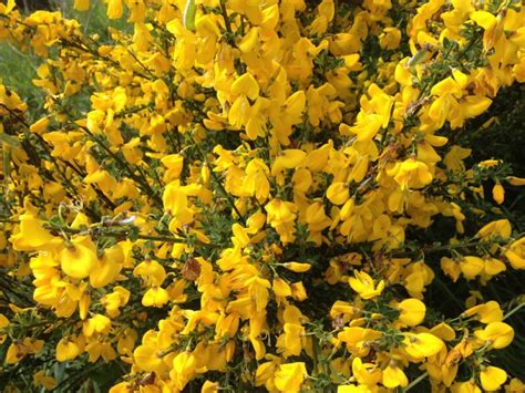 Safeer Desta Yellow Flowering Bush Uk Check Out Our Yellow Flowering