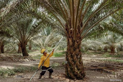 Oil Palm Planters Need To Raise Yields To Combat Production Cost Hike