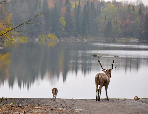 5 Reasons For A Fall Visit To This Wildlife Park In Canada Travel