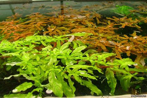 Ludwigia Inclinata Green Flowgrow Aquatic Plant Database