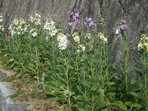 Matthiola Incana Growing In Gardens Varieties Propagation And Uses