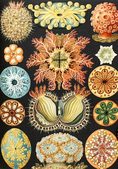 Kunst Formen Der Natur Art Forms Of Nature Ernst Haeckel