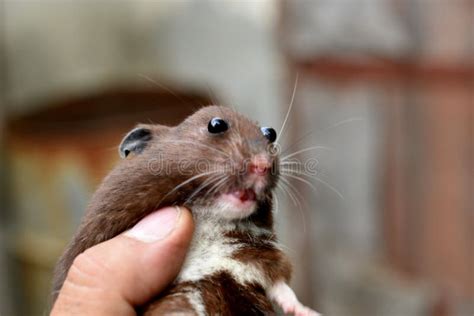Domestic Hamster With Bulging Eyes Which Is Held In The Hand Stock