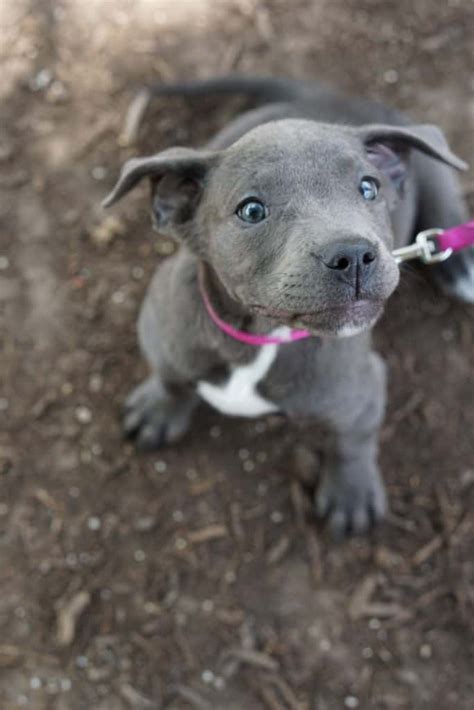 The Blue Nose Pitbull Your Ultimate Breed Information Guide Your