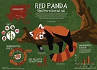 Red #Panda #Fact #Sheet #Infographic ## 2, #Fact #Infographic #Panda # ...