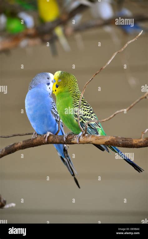 Budgies Kissing Hi Res Stock Photography And Images Alamy