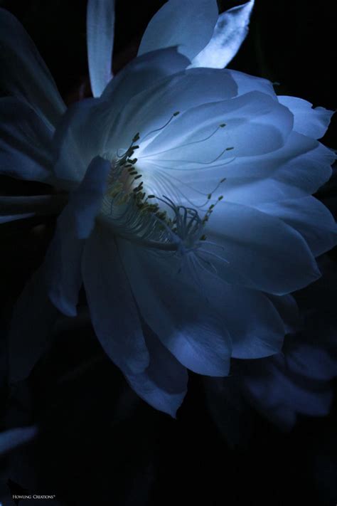 Queen Of The Night 4 Epiphyllum Oxypetalum By Aura0190 On Deviantart