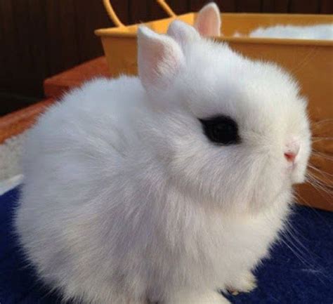 Jenis Kelinci Mini Dwarf Hotot Cute Baby Bunnies Dwarf Rabbit Small