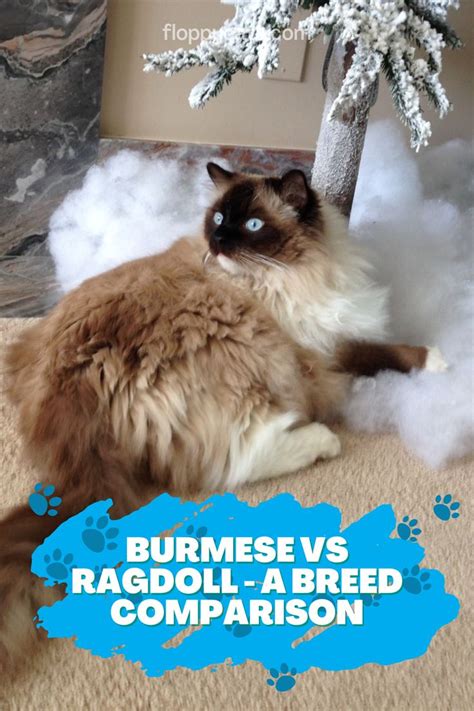 Burmese Vs Ragdoll A Breed Comparison With Pictures In 2023
