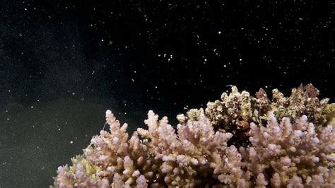 Great Barrier Reef Coral Spawning Is A Wild And Bizarre Sex Show For Cairns Diving Tourists