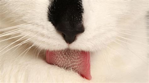 How Cats Tongues Work May Benefit Clean Technology Soft Robotics