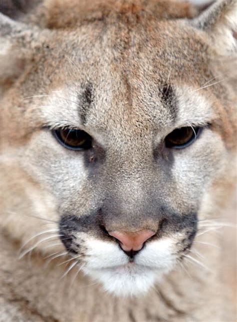 Dnr Confirms Cougar Sighting In Bath Township