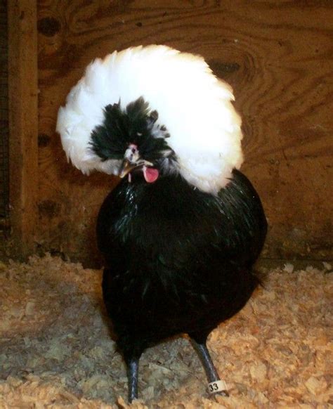 White Crested Black Polish Polish Chicken Fancy Chickens White Crested Black Polish