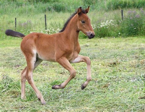Baby Horse What Is It Called Facts Pictures