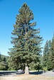 Sitka spruce (Picea sitchensis) in 2020 | Sitka spruce, Spruce tree, Tree