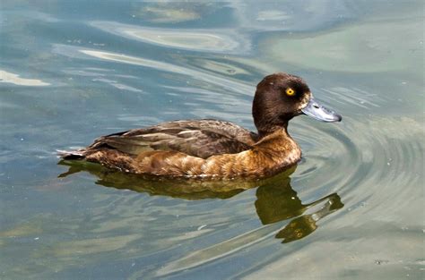 Urban Wildlife Guide Tufted Ducks