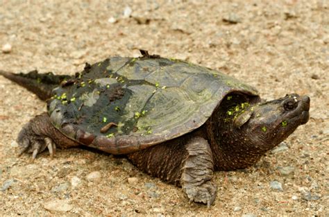 How To Take Care Of A Snapping Turtle Pet Animal Enthusias Blog