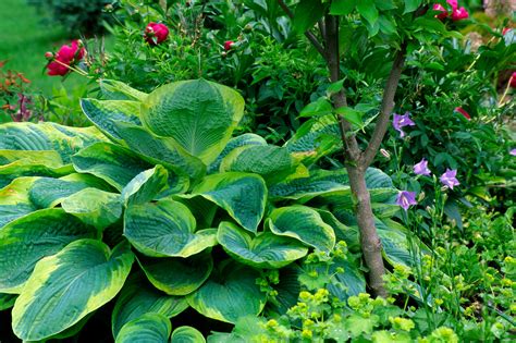 Hosta Frances Williams Caragh Nurseries