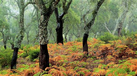 Cork Trees Bing Wallpaper Download