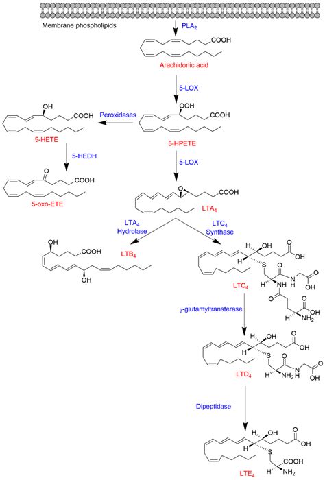 Ijms Free Full Text Targeting Mammalian 5 Lipoxygenase By Dietary