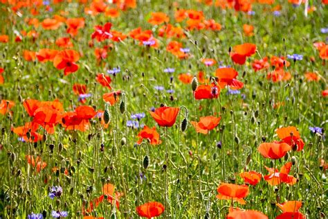 Free Photo Poppy Flowers Field Nature Free Image On Pixabay 1449861